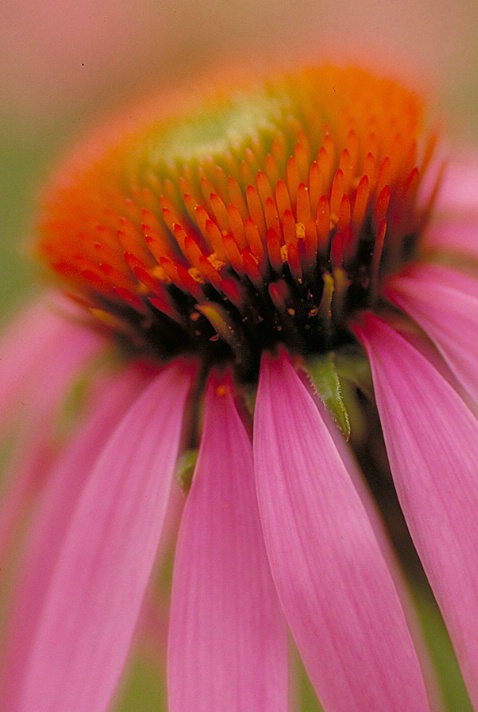 Cone Flower