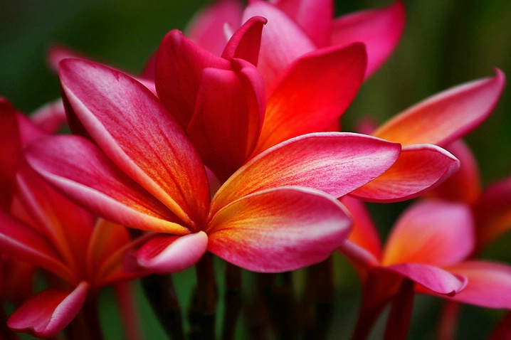 Red Hot Plumeria