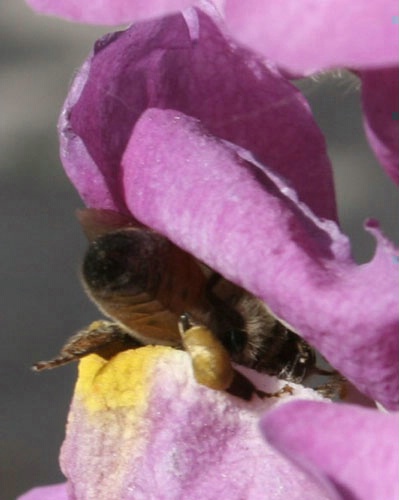 honey
