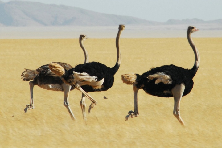 Ostrich in Namibia