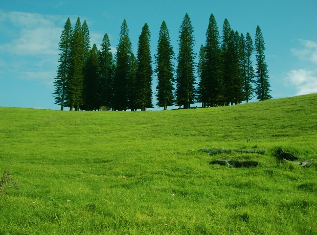 Field of Green