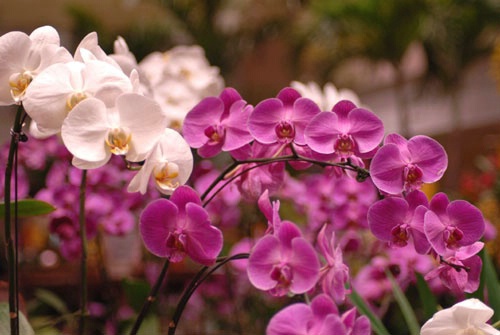 Orchids