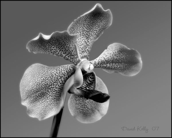 Orchid 1 BW