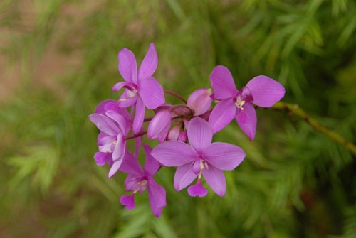 Groundorchid