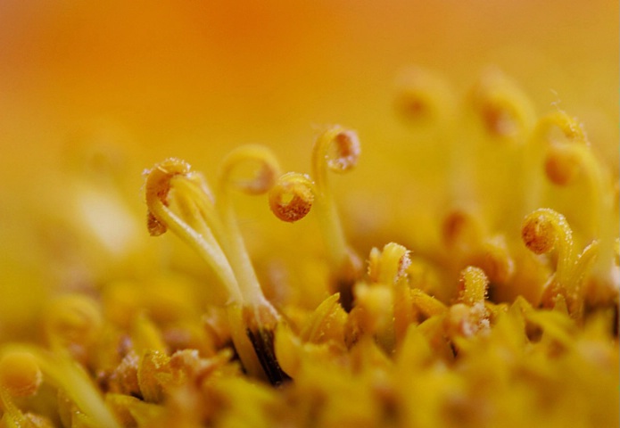 Sunflower Details...