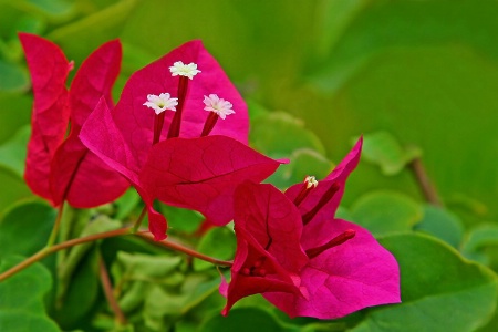 Bougainvillea