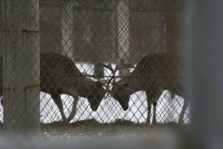 Original Stand and Defend at Belle Isle