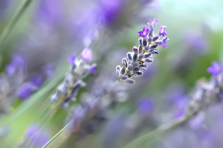 Lavender