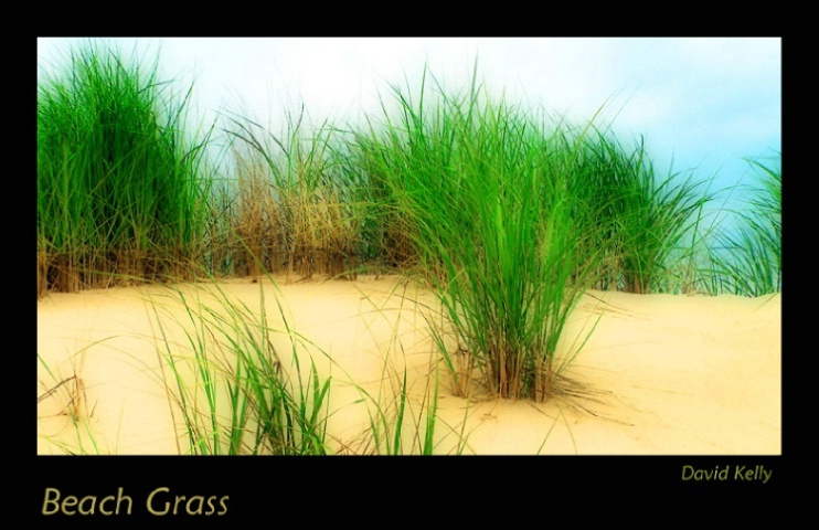 Beach Grass