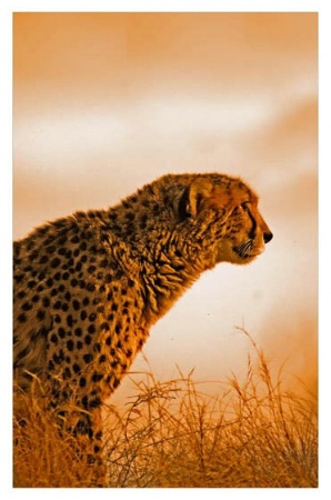Evening Cheetah
