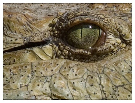Detail - Croc's Eye