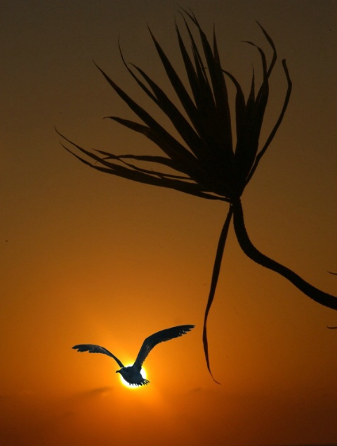 BORN FREE