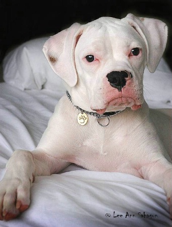 Canine Boudoir