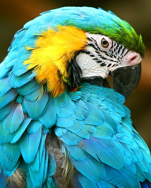 Closeup of a parakeet