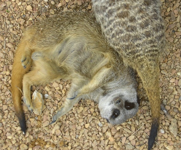 Playful Meerkat