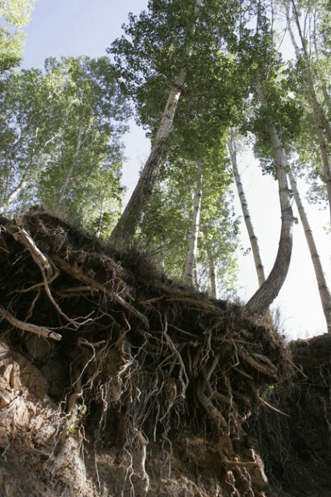 trees