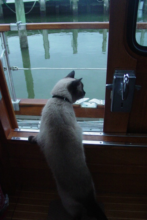 boat kitty