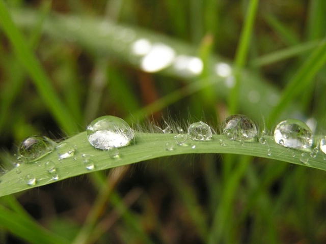 Dew Drops II