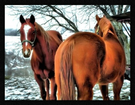 Horses