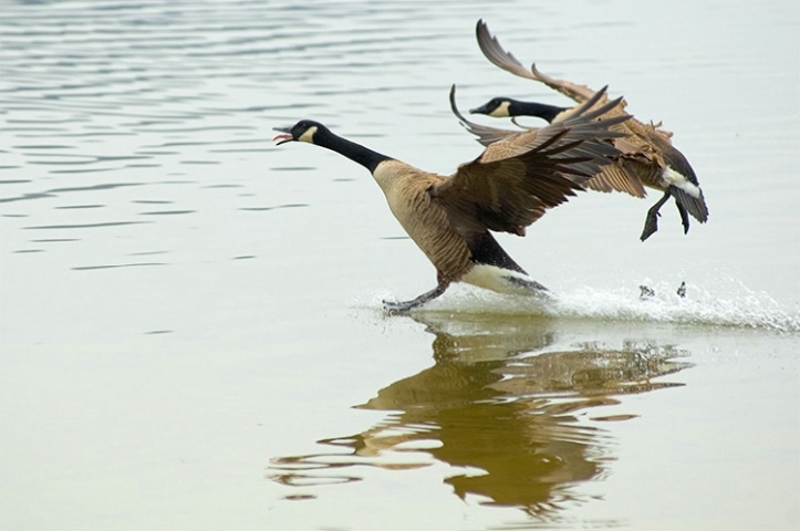 Full Flaps Dump Balast