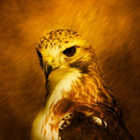 Portrait of the hawk as a young bird