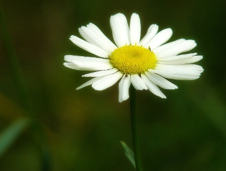 One More Daisy