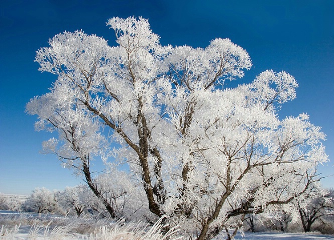 Frosted Tree - ID: 3364118 © Vicki Tillard