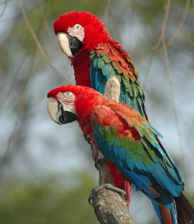 MACAWS