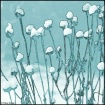 Home Grown Snow C...