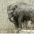 © Anna Laska PhotoID # 3366691: Elephant's love...