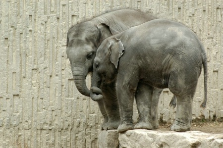 Elephant's love...