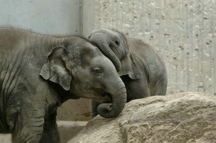 Elephant's love (2)... - ID: 3366713 © Anna Laska