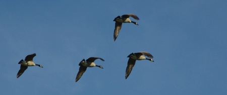 Geese on the wing - Shutter Priority