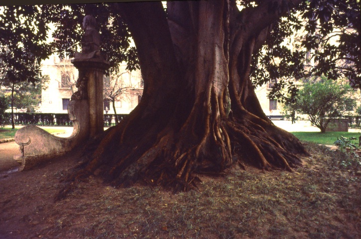 A tree in Valencia Spain