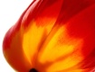 Tulip on Fire
