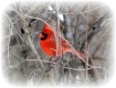 Red Cardinal
