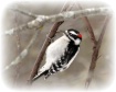 Flicker