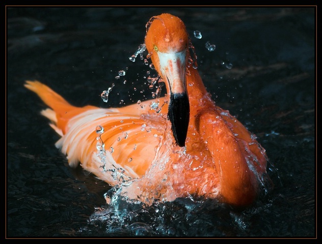 Flamingo's Bath