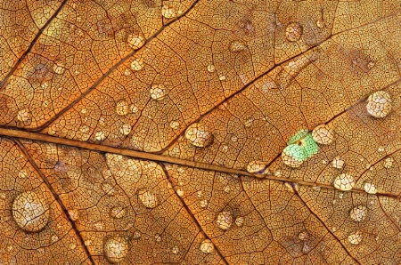 Raindrops on Golden Maple Leaf