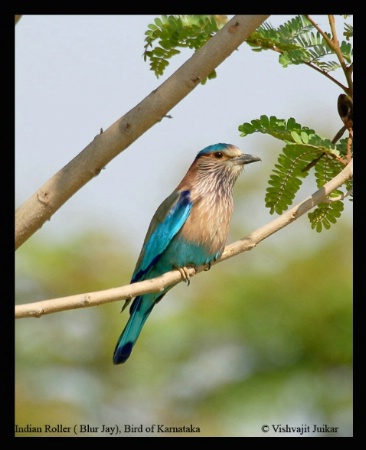 Indian Roller