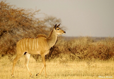 Female Kudu.