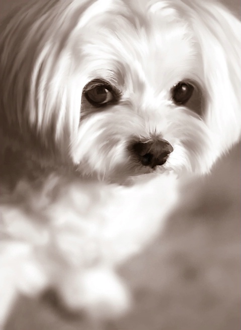 Jasper in Sepia