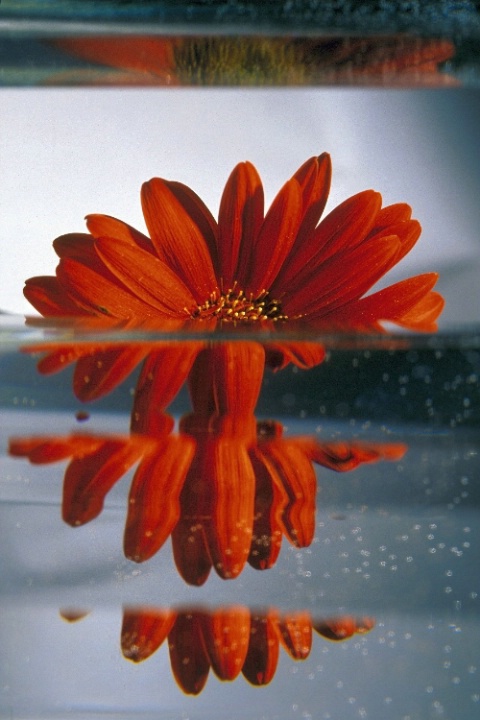 Gerbera Reflection