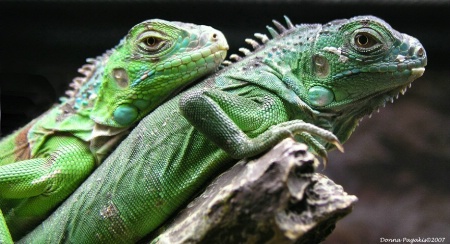 Baby Iguanas