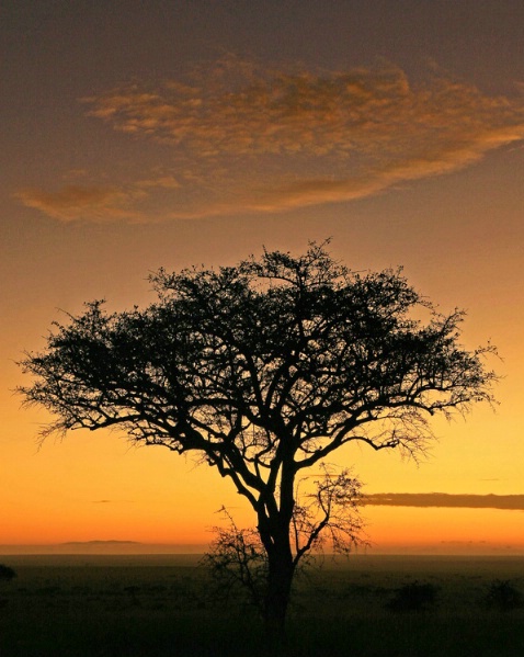 First Light - Serengeti National Park