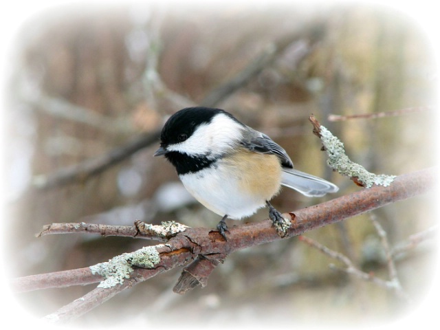 Chickadee
