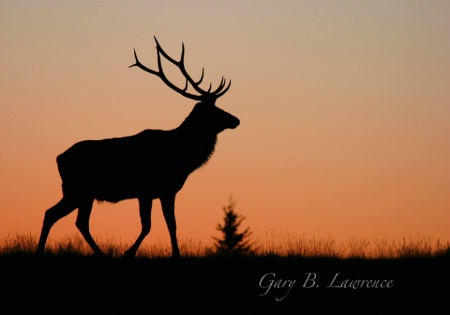 Elk at Sunrise