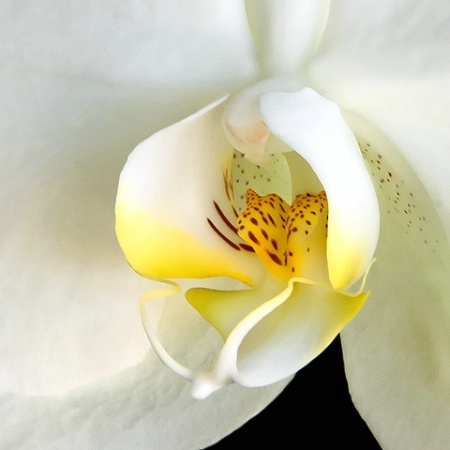 Orchid Detail