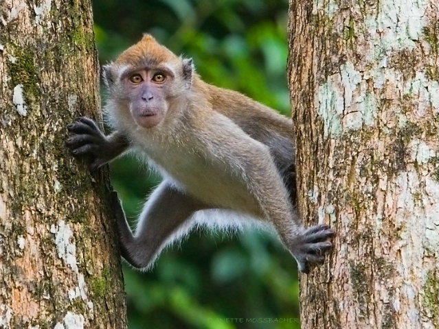 Macaque