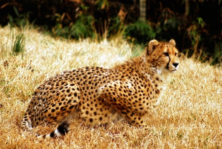 Cheetah